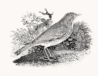 The Throstle Thrush från History of British Birds and Quadrupeds